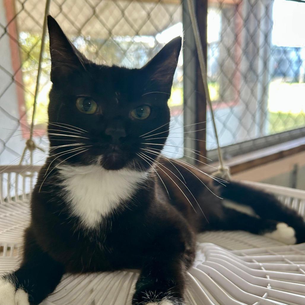 Esperanza, Adoptable, Young Female Domestic Short Hair.