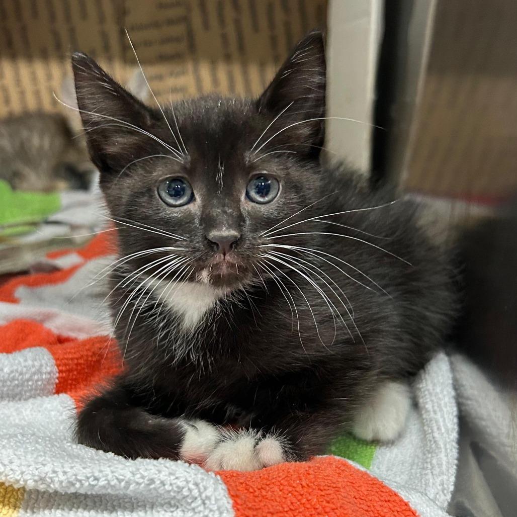 Esperanza, Adoptable, Young Female Domestic Short Hair.