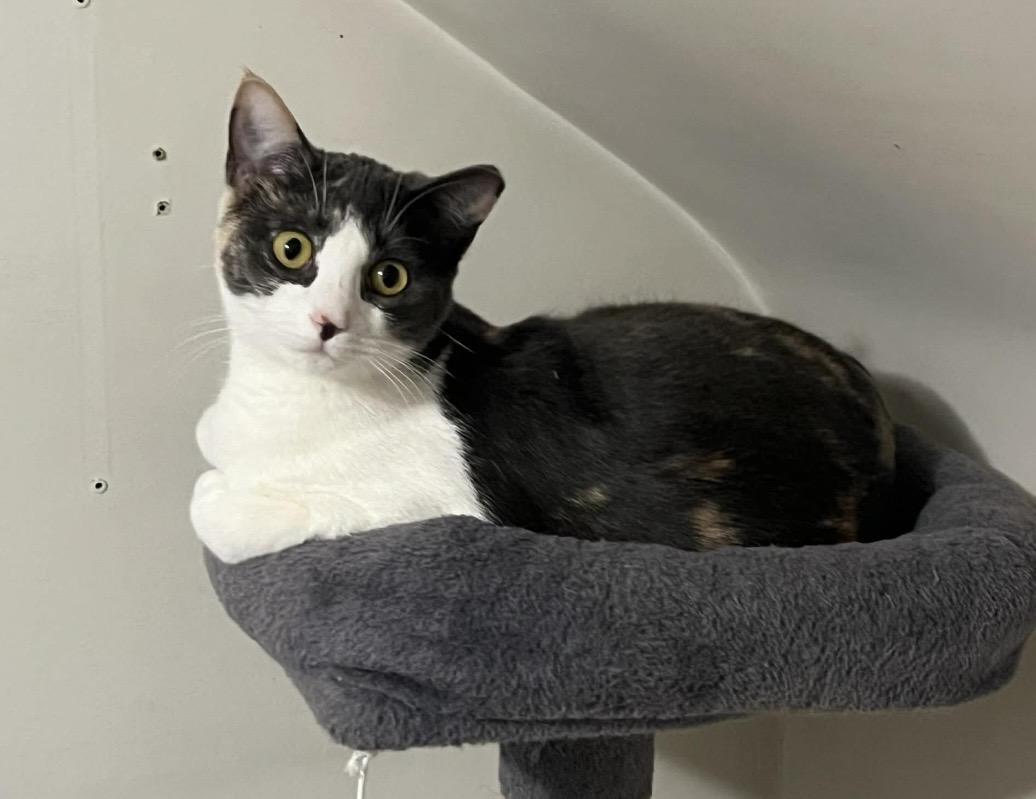 Enlarge Tigress, a ADOPTABLE Domestic Short Hair in Kent, OH image 1/2