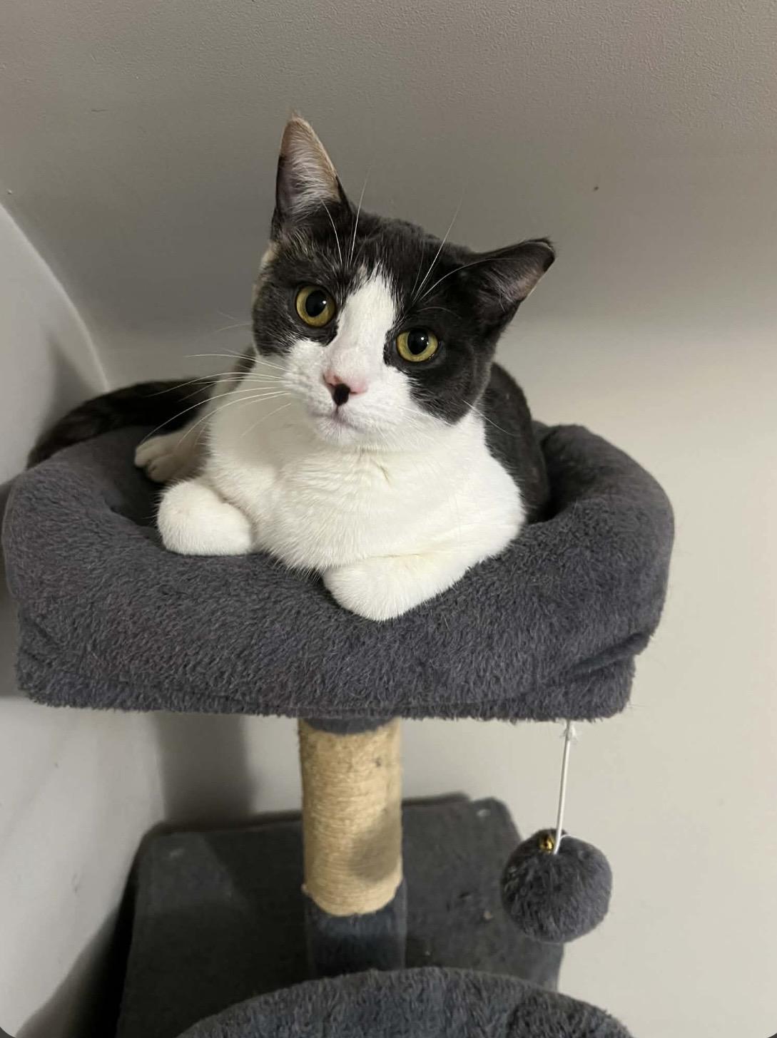 Enlarge Tigress, a ADOPTABLE Domestic Short Hair in Kent, OH image 2/2