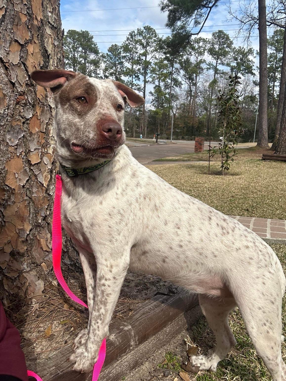 Dog for adoption Sky, a Black Mouth Cur Mix in Calais , ME Petfinder