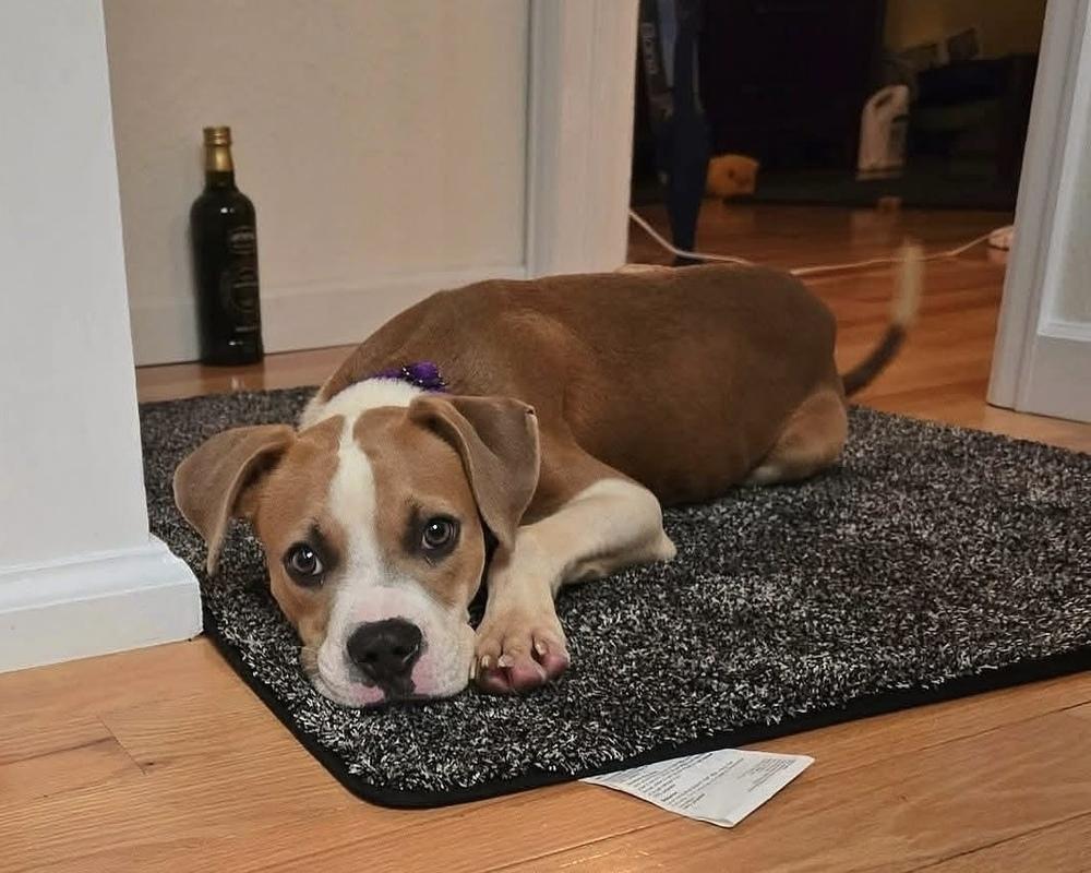 Enlarge Slinky, a Adoptable mixed breed in Denver, CO image 1/6