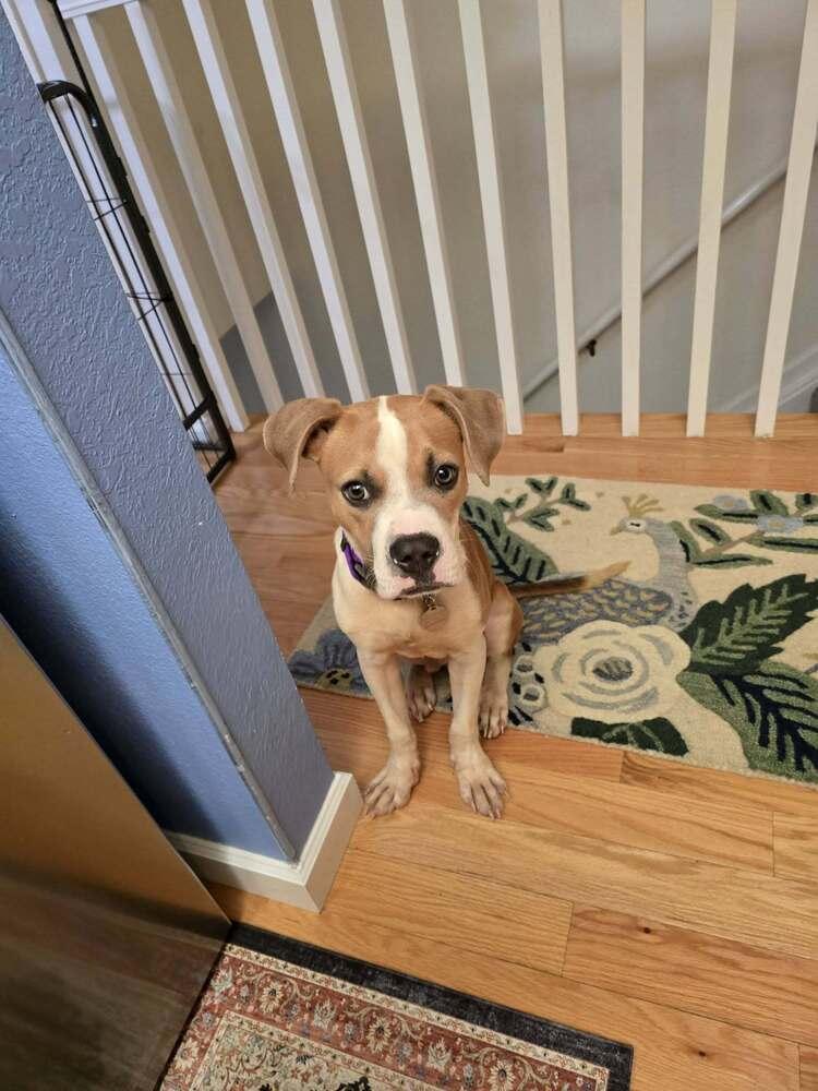 Enlarge Slinky, a Adoptable mixed breed in Denver, CO image 2/6