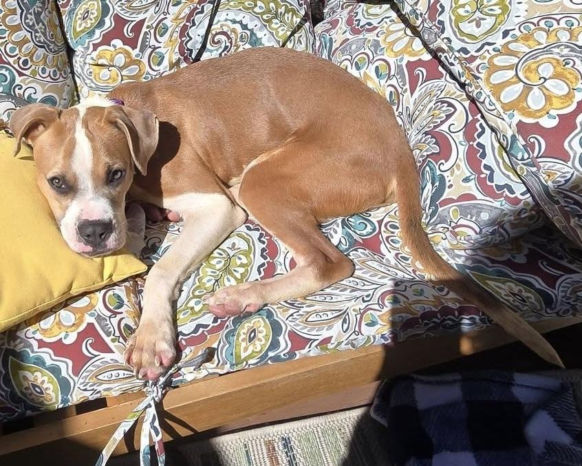 Enlarge Slinky, a Adoptable mixed breed in Denver, CO image 3/6