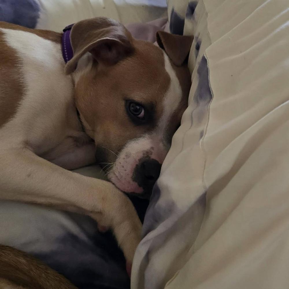 Enlarge Slinky, a Adoptable mixed breed in Denver, CO image 4/6
