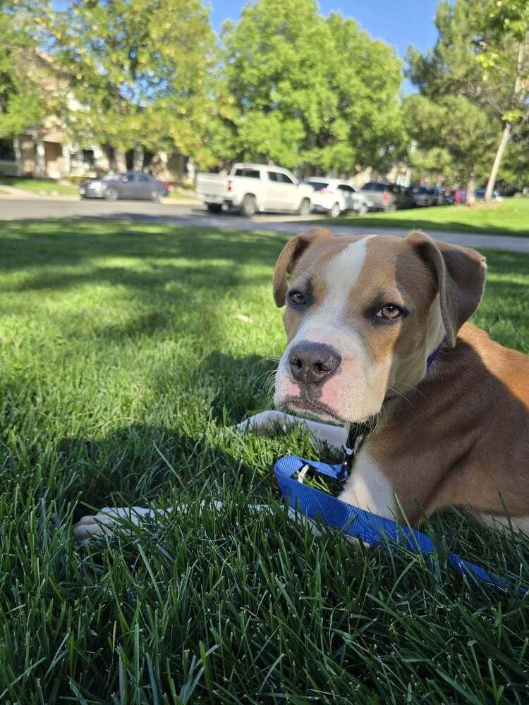 Enlarge Slinky, a Adoptable mixed breed in Denver, CO image 5/6
