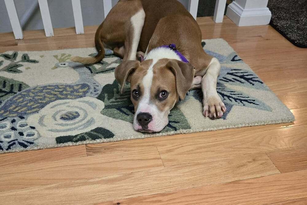 Enlarge Slinky, a Adoptable mixed breed in Denver, CO image 6/6