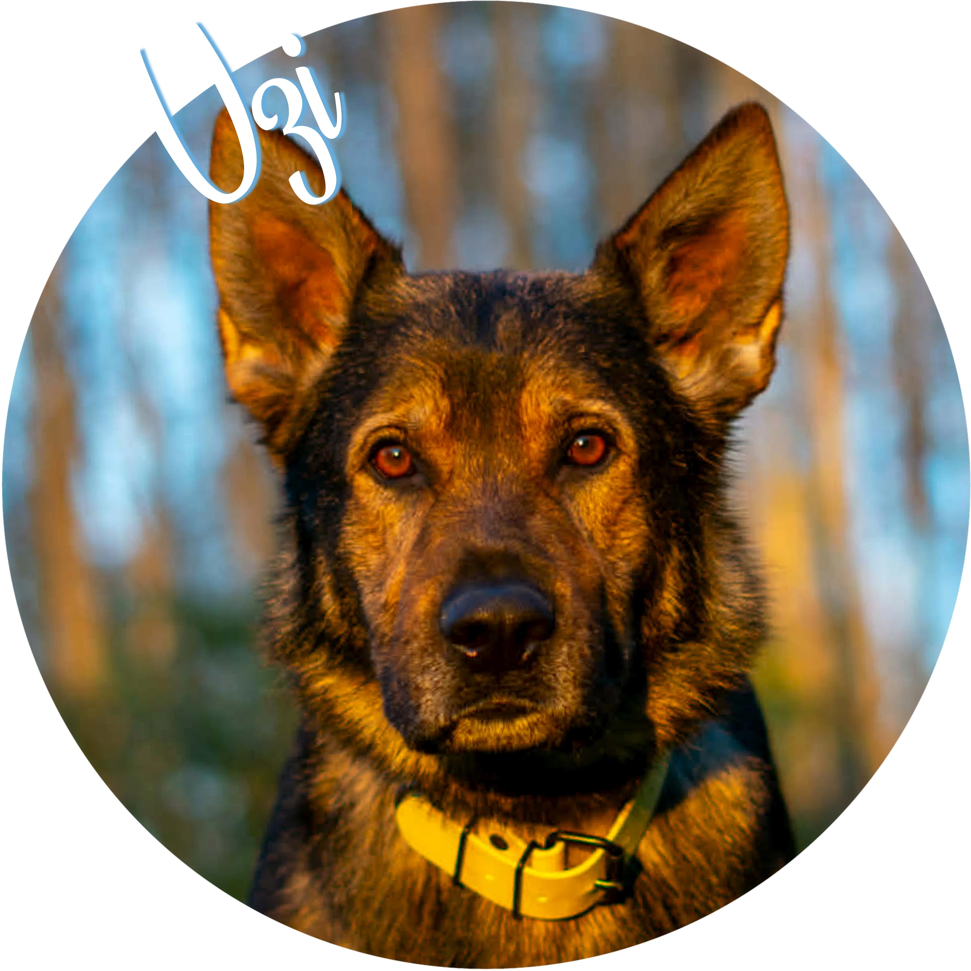 Uzi, ADOPTABLE, Adult Male German Shepherd Dog.