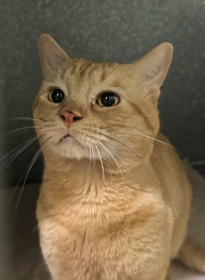 Enlarge Wiggle, a Adoptable mixed breed in Moses Lake, WA image 1/1