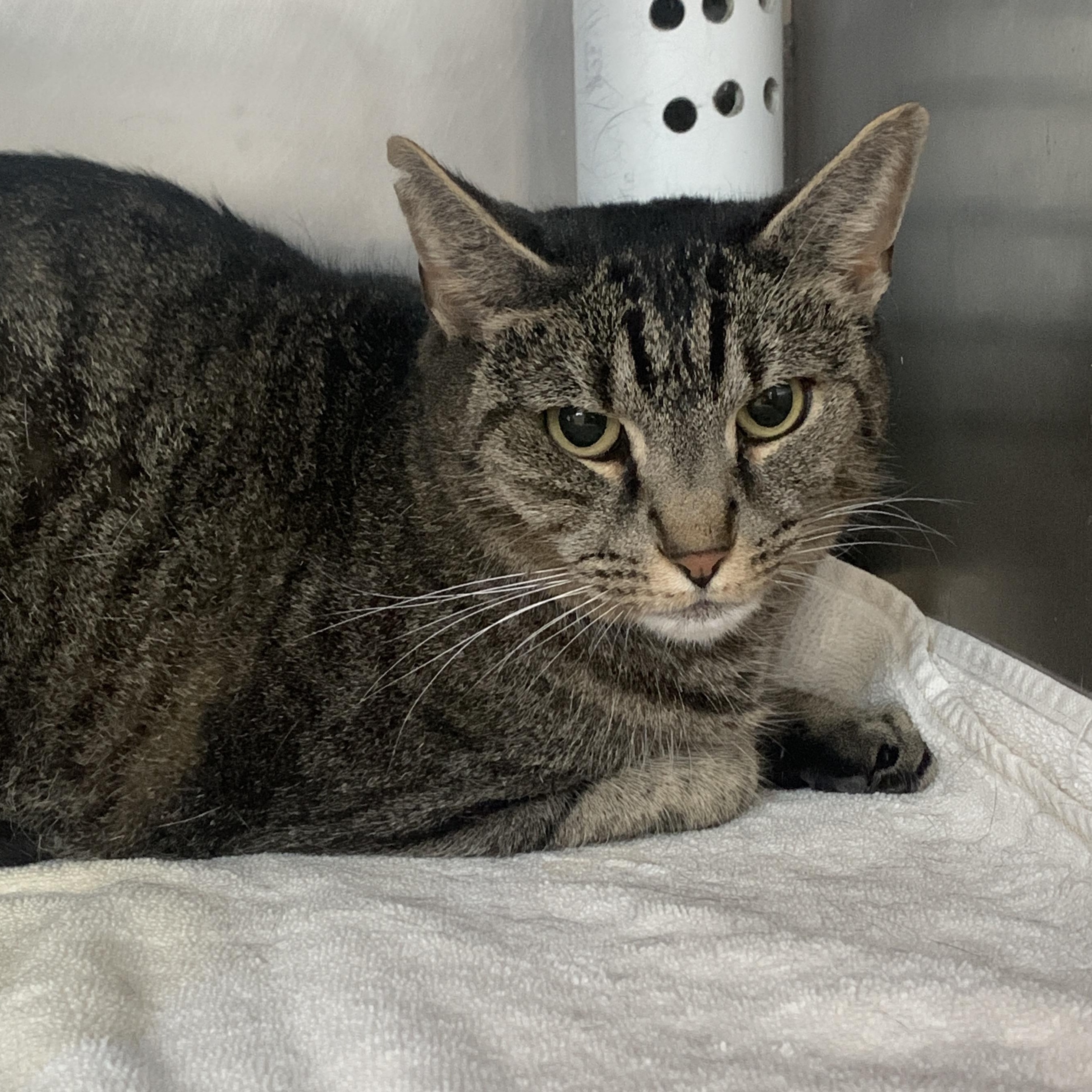 Enlarge Elliott, a Adoptable Domestic Short Hair in Winchester, VA image 2/2