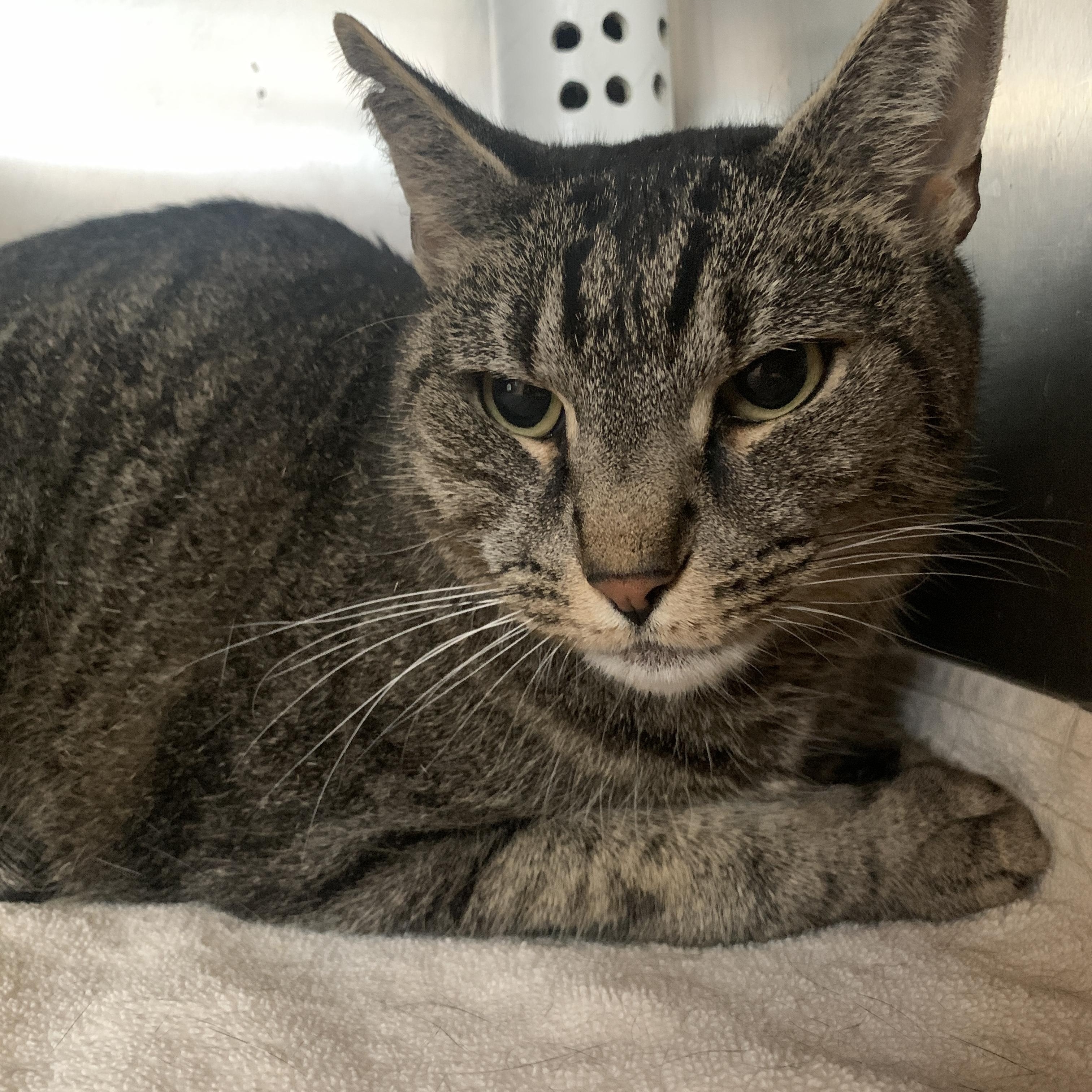 Elliott, Adoptable, Adult Male Domestic Short Hair.