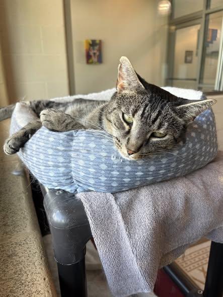 Elliott, Adoptable, Adult Male Domestic Short Hair.