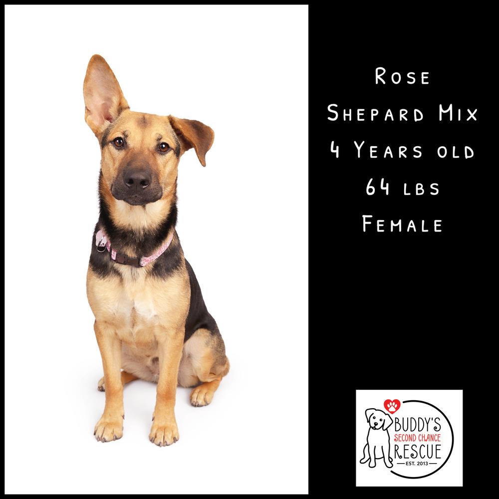 Enlarge Rose, a Adoptable mixed breed in Amherst, NY image 1/6