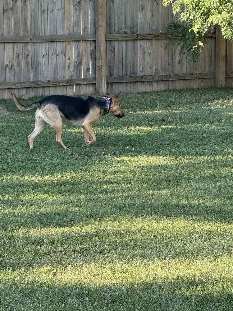 Enlarge Rose, a Adoptable mixed breed in Amherst, NY image 2/6