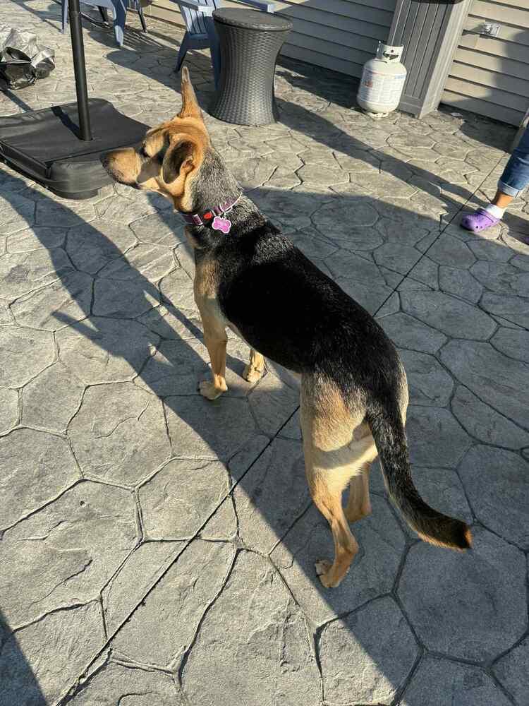 Enlarge Rose, a Adoptable mixed breed in Amherst, NY image 6/6