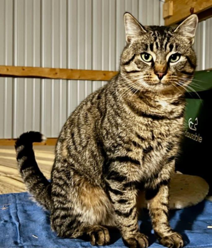 Enlarge Oliver, a ADOPTABLE Domestic Short Hair in Richland, MI image 1/1