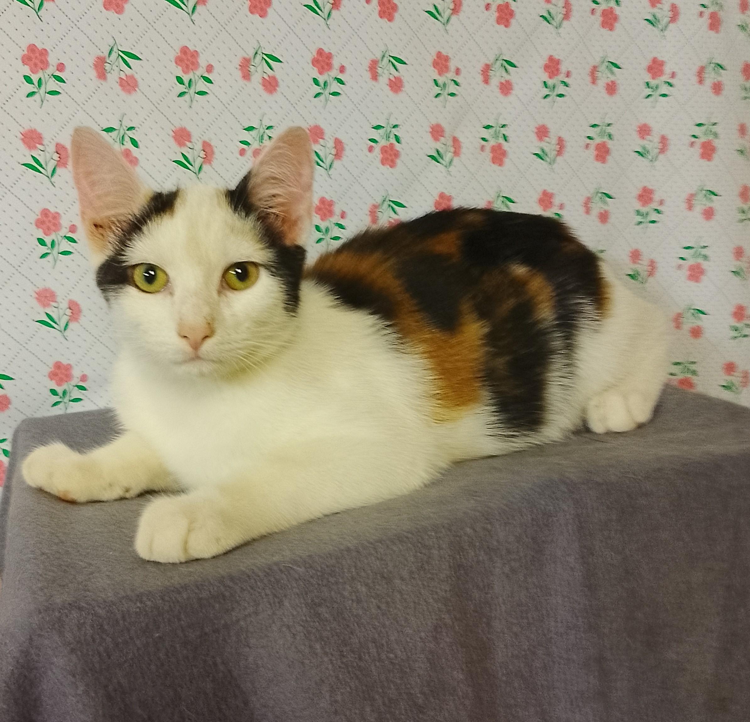 Enlarge Flo 706, a Adoptable Domestic Short Hair in Nichols, NY image 1/1