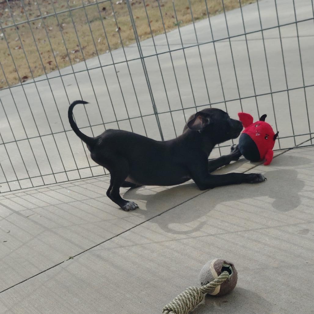 Selene, Adoptable, Puppy Female Mixed Breed.