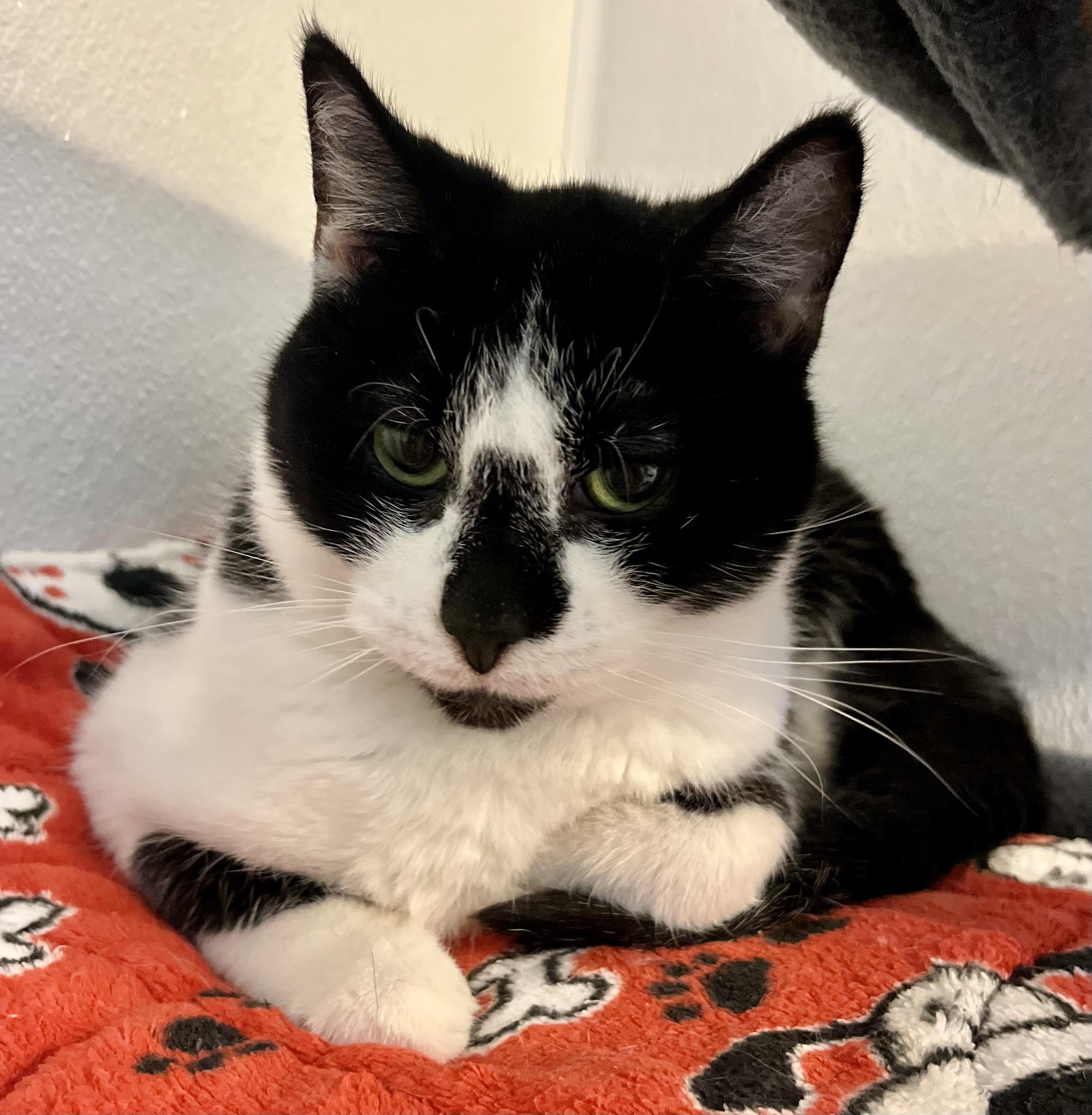 Sugar, Adoptable, Adult Female Domestic Short Hair.