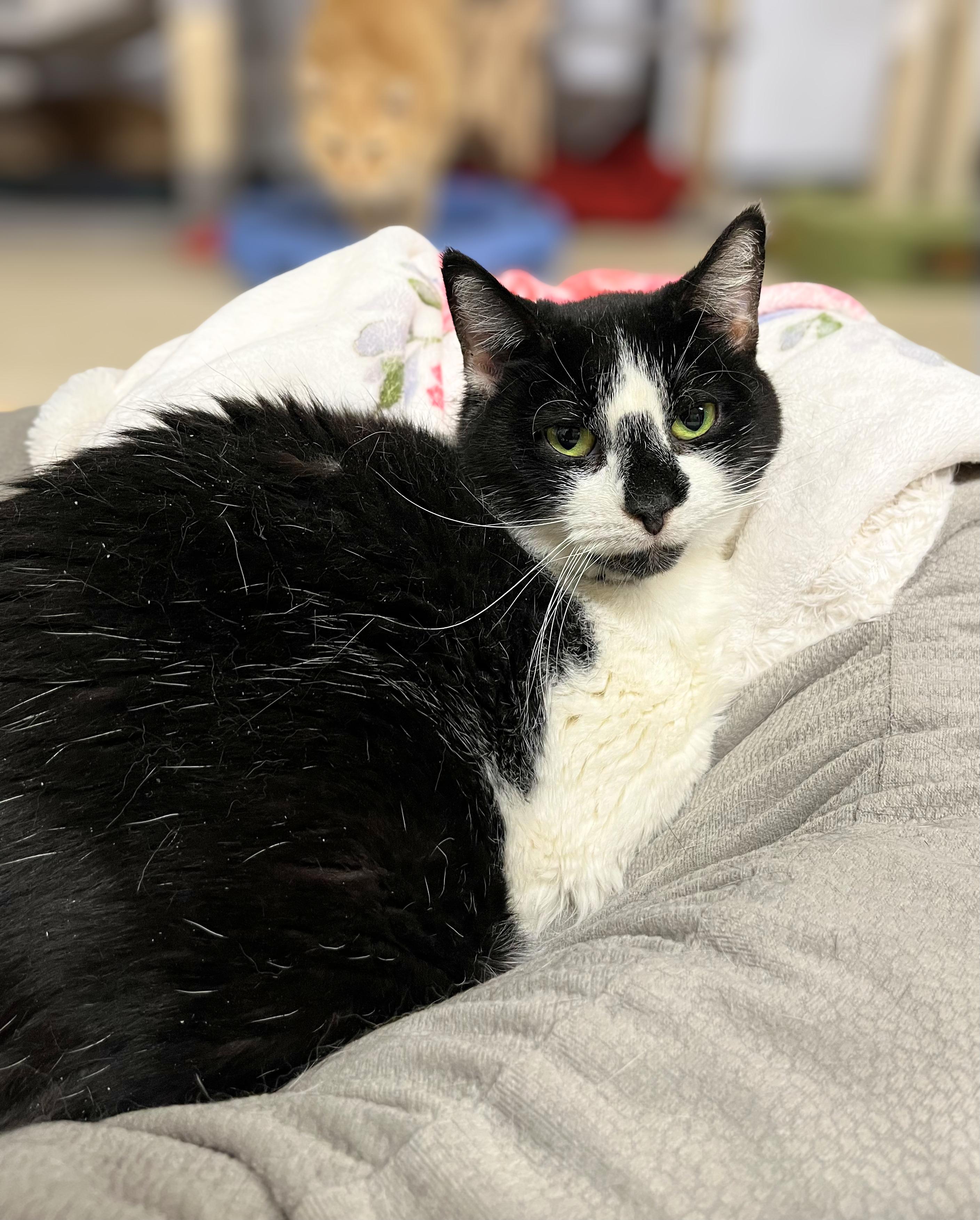 Sugar, a Adoptable Domestic Short Hair in Seville, OH image 1/3