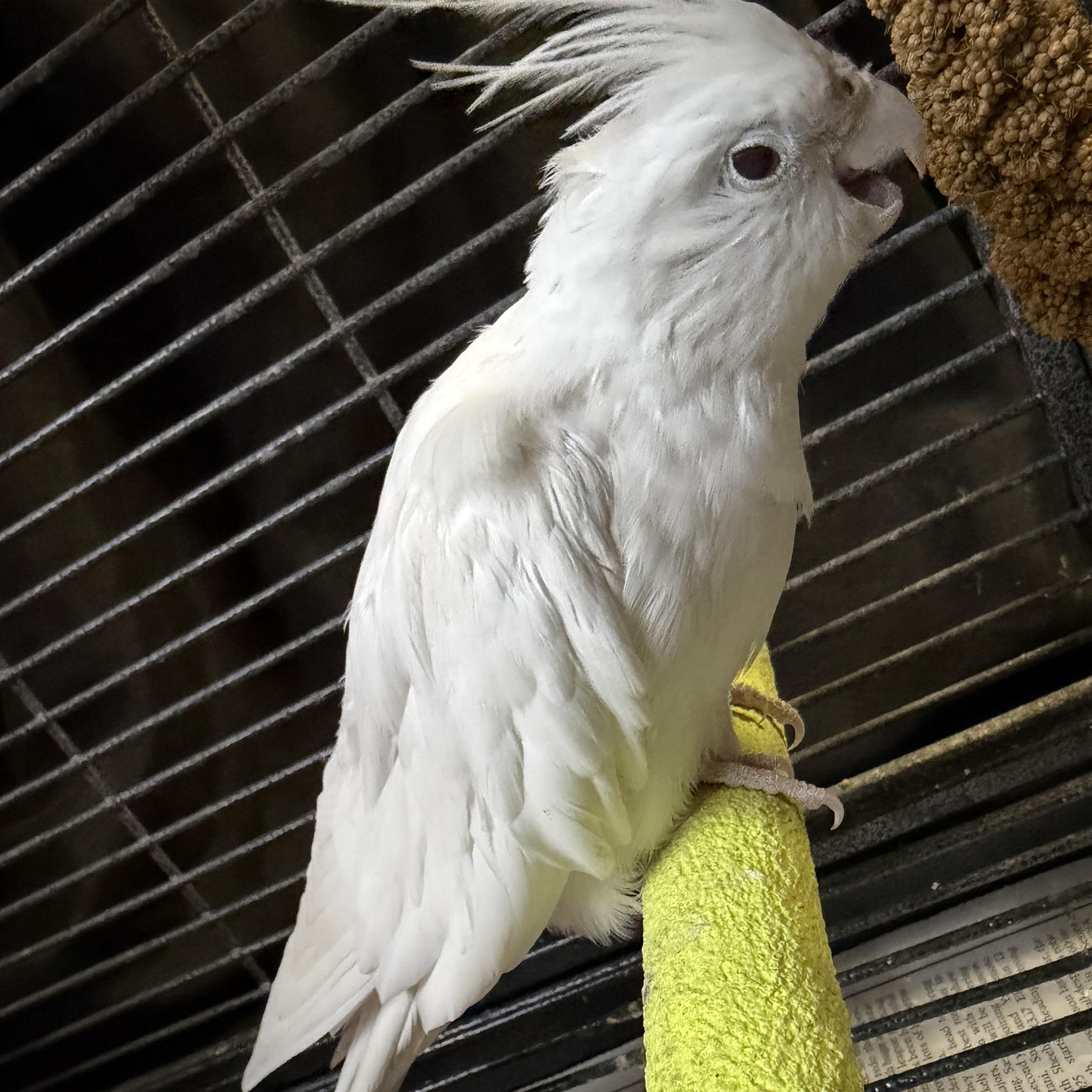 Enlarge Daisy , a ADOPTABLE Cockatiel in Middle Island, NY image 2/2