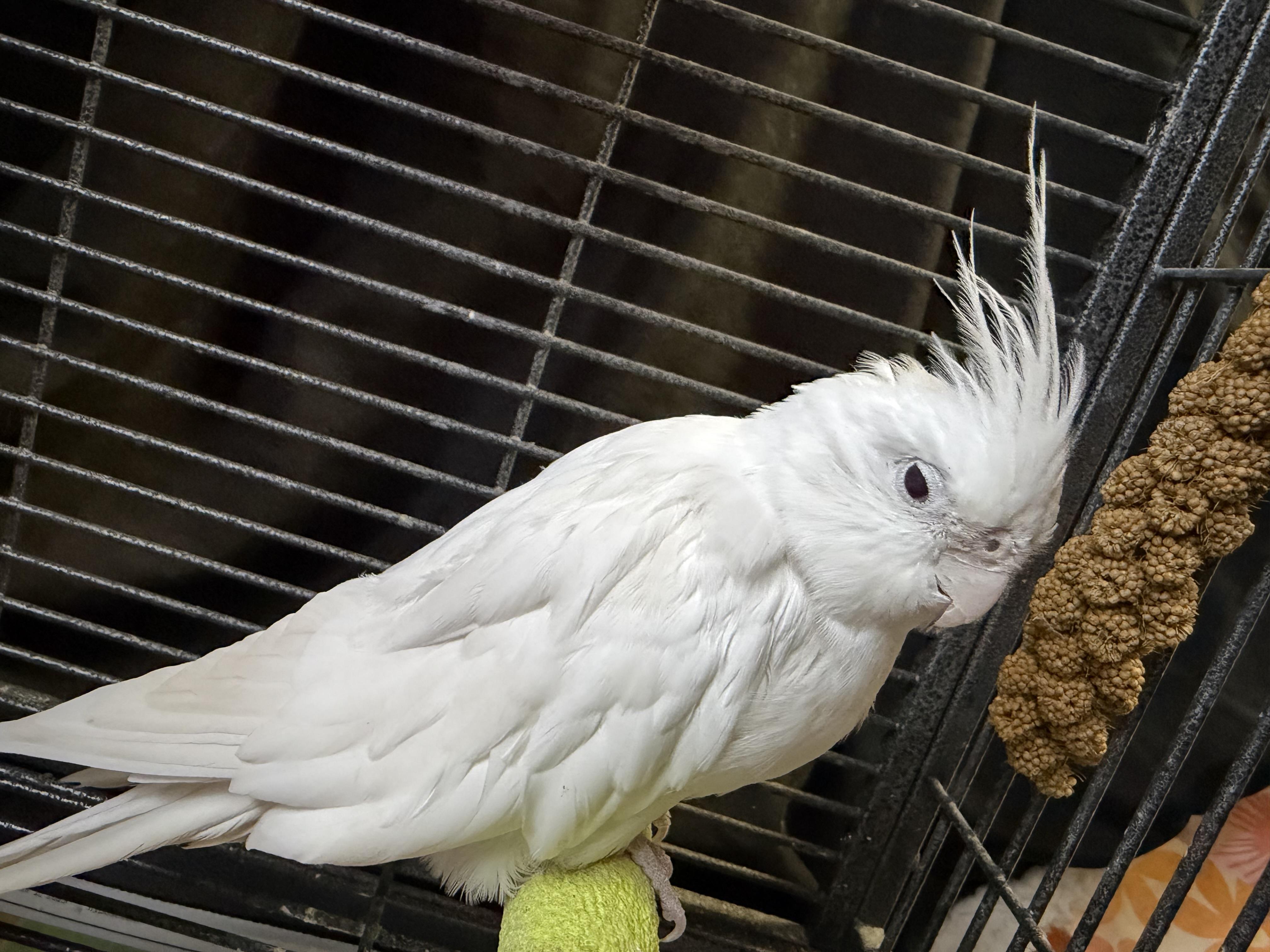 Enlarge Daisy , a ADOPTABLE Cockatiel in Middle Island, NY image 1/2