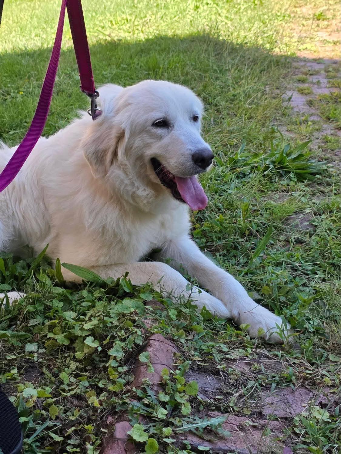 Enlarge Darcy, a Adoptable Great Pyrenees in Grafton, WV image 4/6