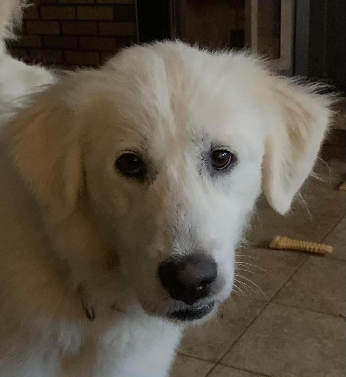 Enlarge Darcy, a Adoptable Great Pyrenees in Grafton, WV image 6/6
