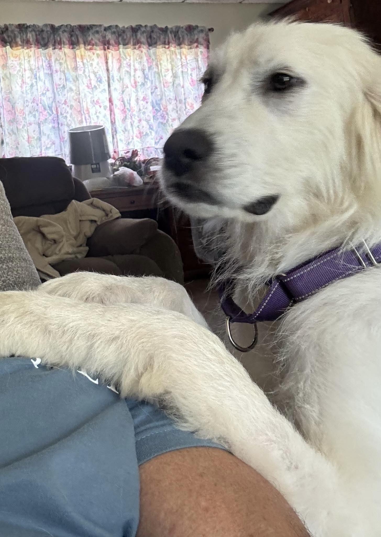 Darcy, a ADOPTABLE Great Pyrenees in Grafton, WV image 2/2