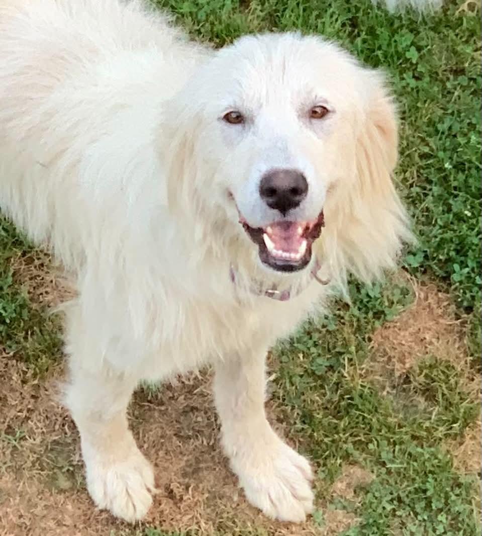 Darcy, Adoptable, Adult Female Great Pyrenees.