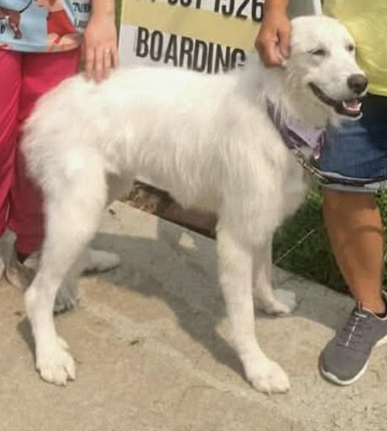 Darcy, ADOPTABLE, Adult Female Great Pyrenees.
