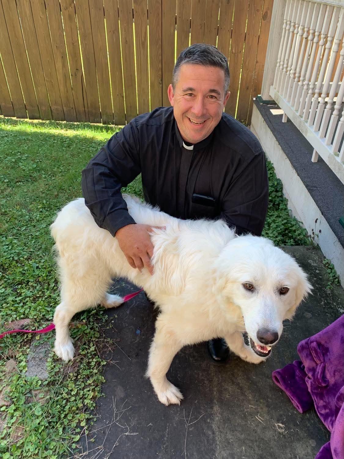 Enlarge Darcy, a Adoptable Great Pyrenees in Grafton, WV image 5/6