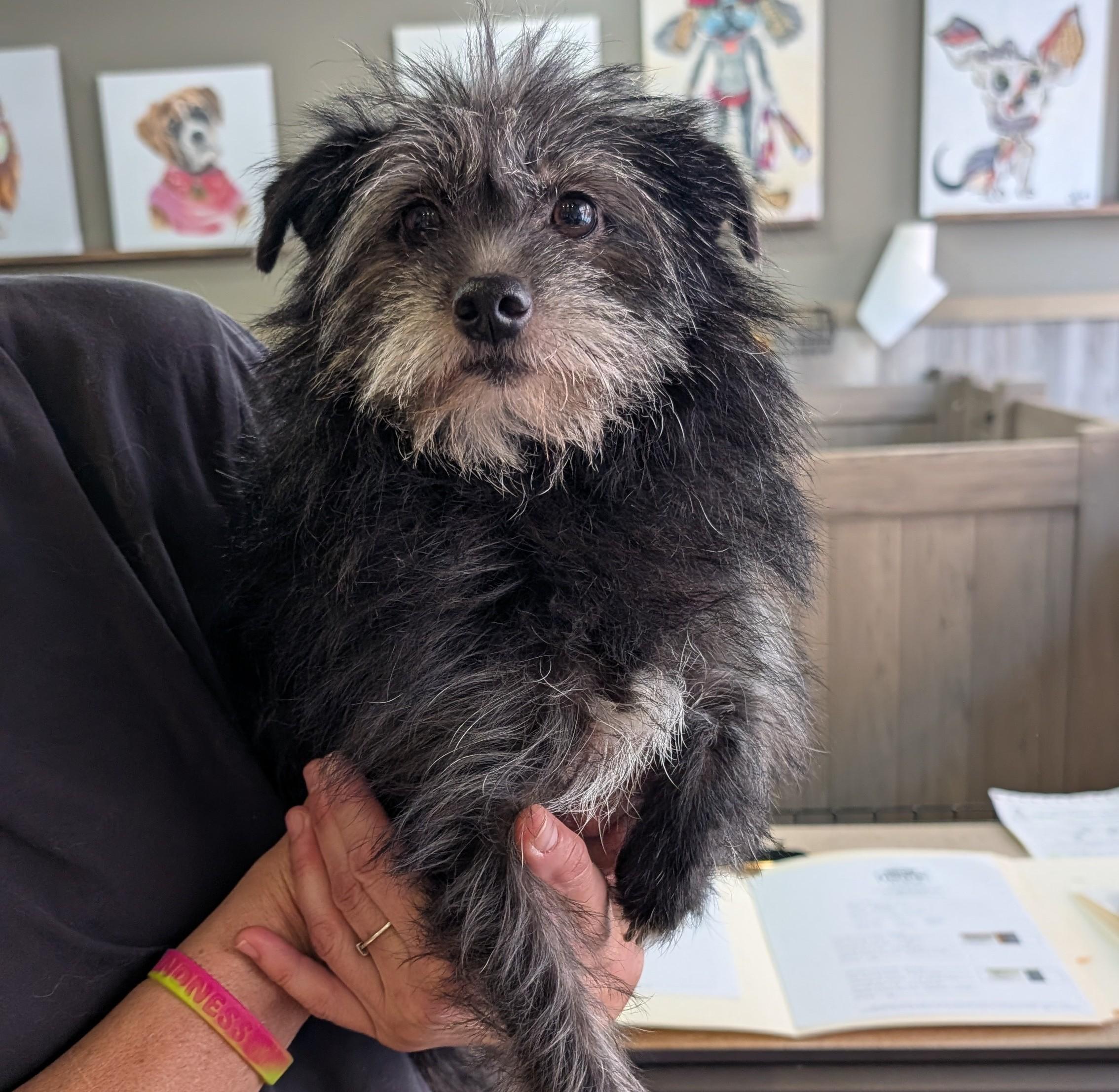 Enlarge Dinah, a ADOPTABLE Terrier in Thousand Oaks, CA image 1/1