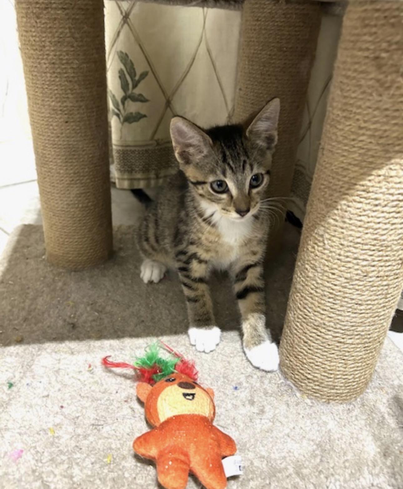 Enlarge Peaches & Persimmon McMittens Bonded, an adopted American Shorthair in Manchester , NH image 6/6