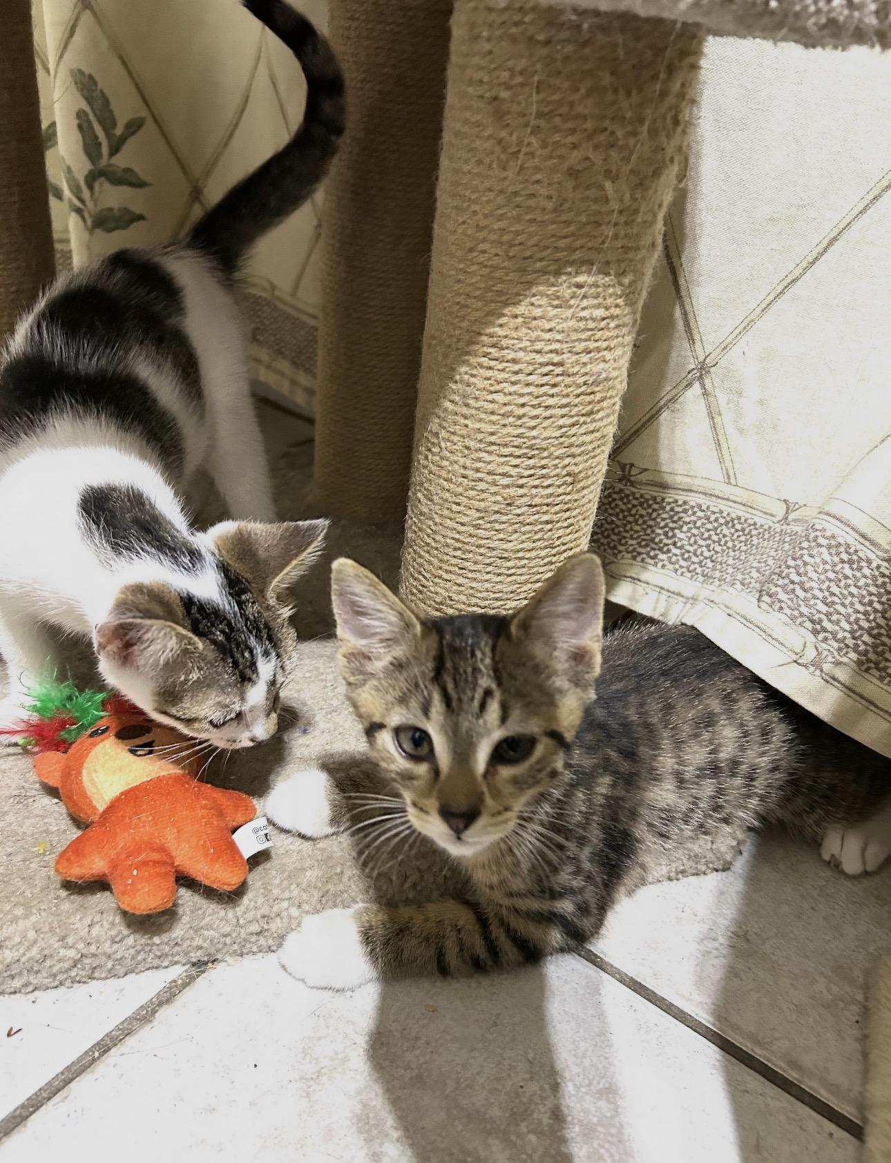 Enlarge Peaches & Persimmon McMittens Bonded, an adopted American Shorthair in Manchester , NH image 5/6