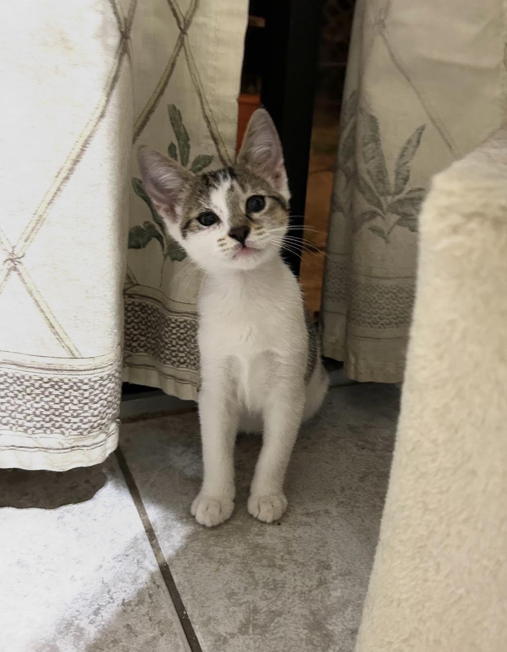 Enlarge Peaches & Persimmon McMittens Bonded, an adopted American Shorthair in Manchester , NH image 1/6