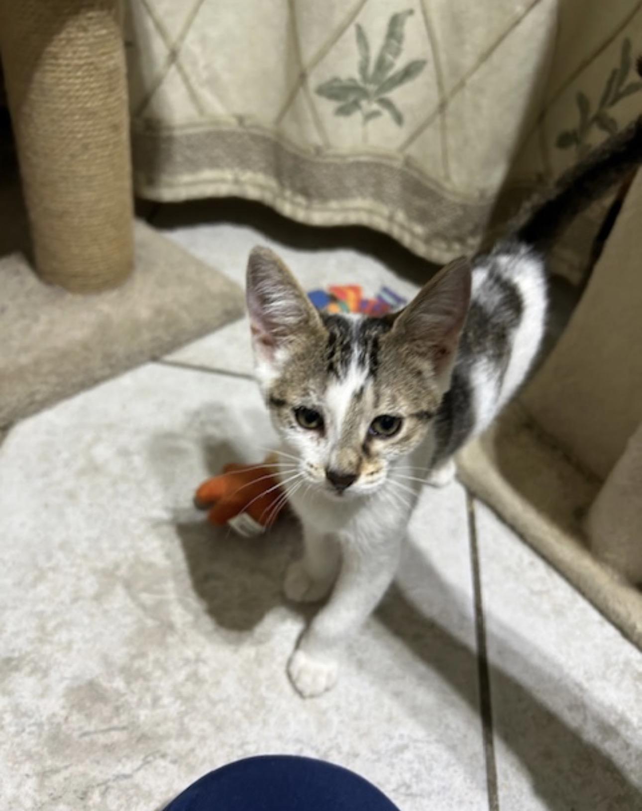 Enlarge Peaches & Persimmon McMittens Bonded, an adopted American Shorthair in Manchester , NH image 4/6