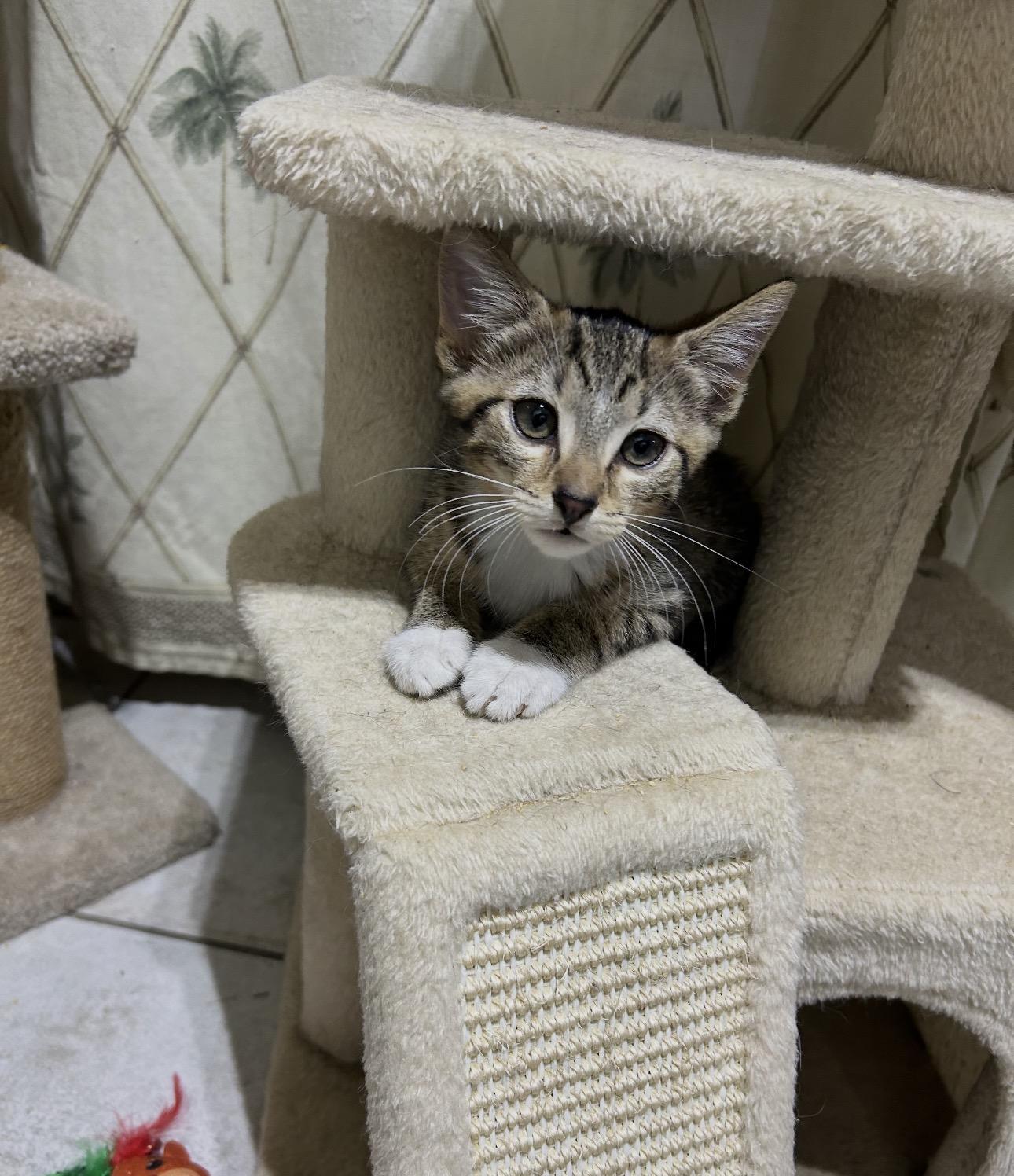 Enlarge Peaches & Persimmon McMittens Bonded, an adopted American Shorthair in Manchester , NH image 2/6