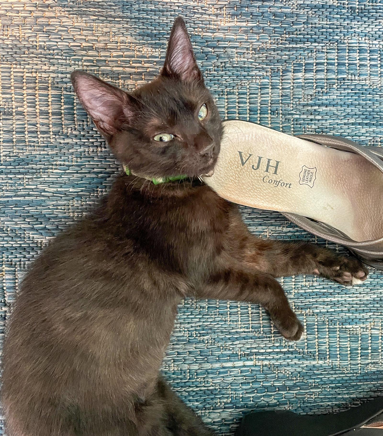 Kon, Adoptable, Kitten Male Domestic Short Hair.
