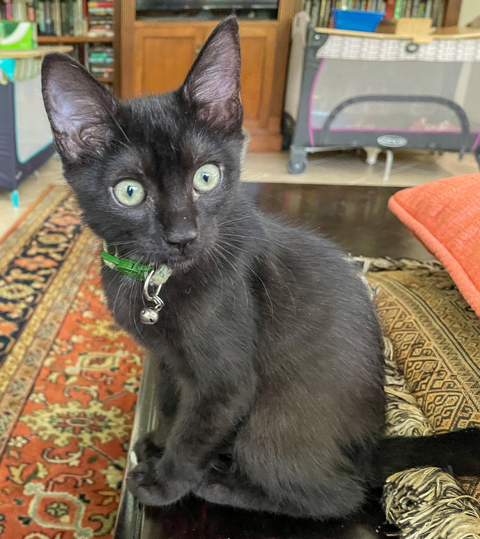 Kon, a Adoptable Domestic Short Hair in Lighthouse Point, FL image 2/3