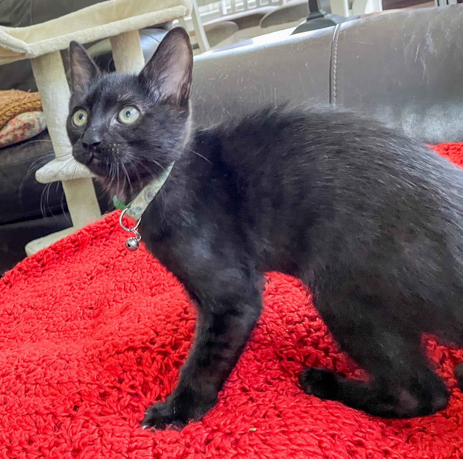 Kon, a Adoptable Domestic Short Hair in Lighthouse Point, FL image 3/3