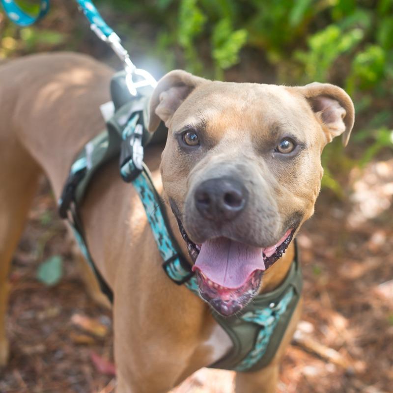 Enlarge JR, a Adoptable Pit Bull Terrier in Melrose, FL image 1/6