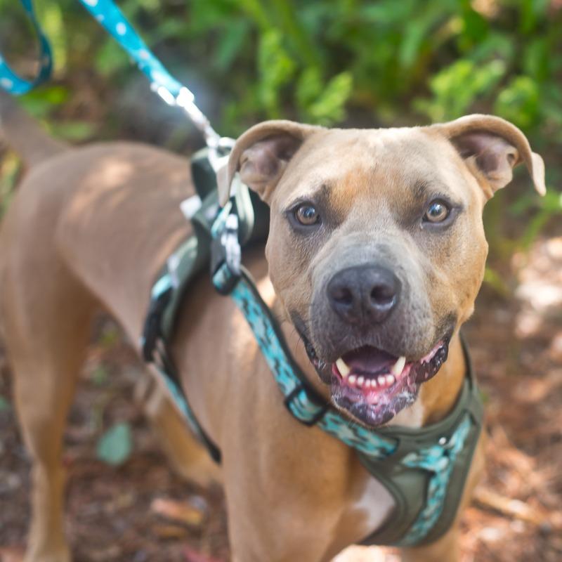 Enlarge JR, a Adoptable Pit Bull Terrier in Melrose, FL image 2/6