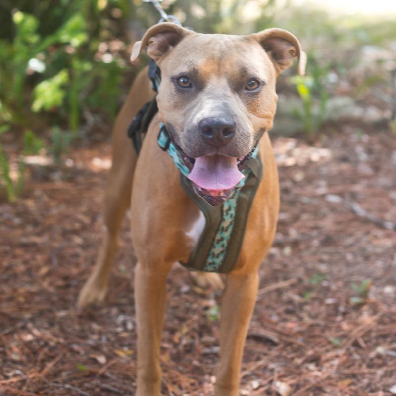Enlarge JR, a Adoptable Pit Bull Terrier in Melrose, FL image 4/6