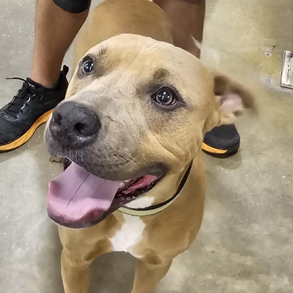 Enlarge JR, a Adoptable Pit Bull Terrier in Melrose, FL image 5/6