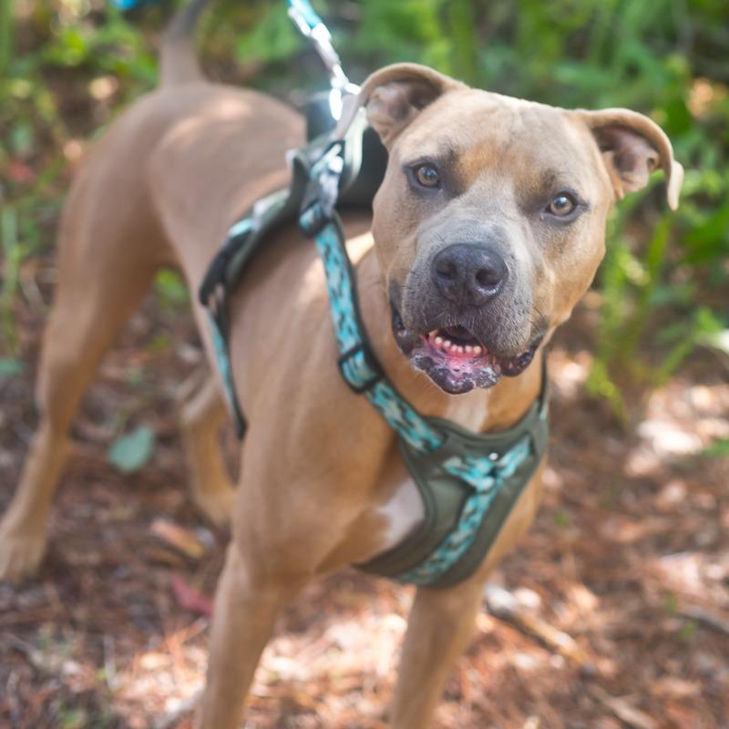Enlarge JR, a Adoptable Pit Bull Terrier in Melrose, FL image 6/6