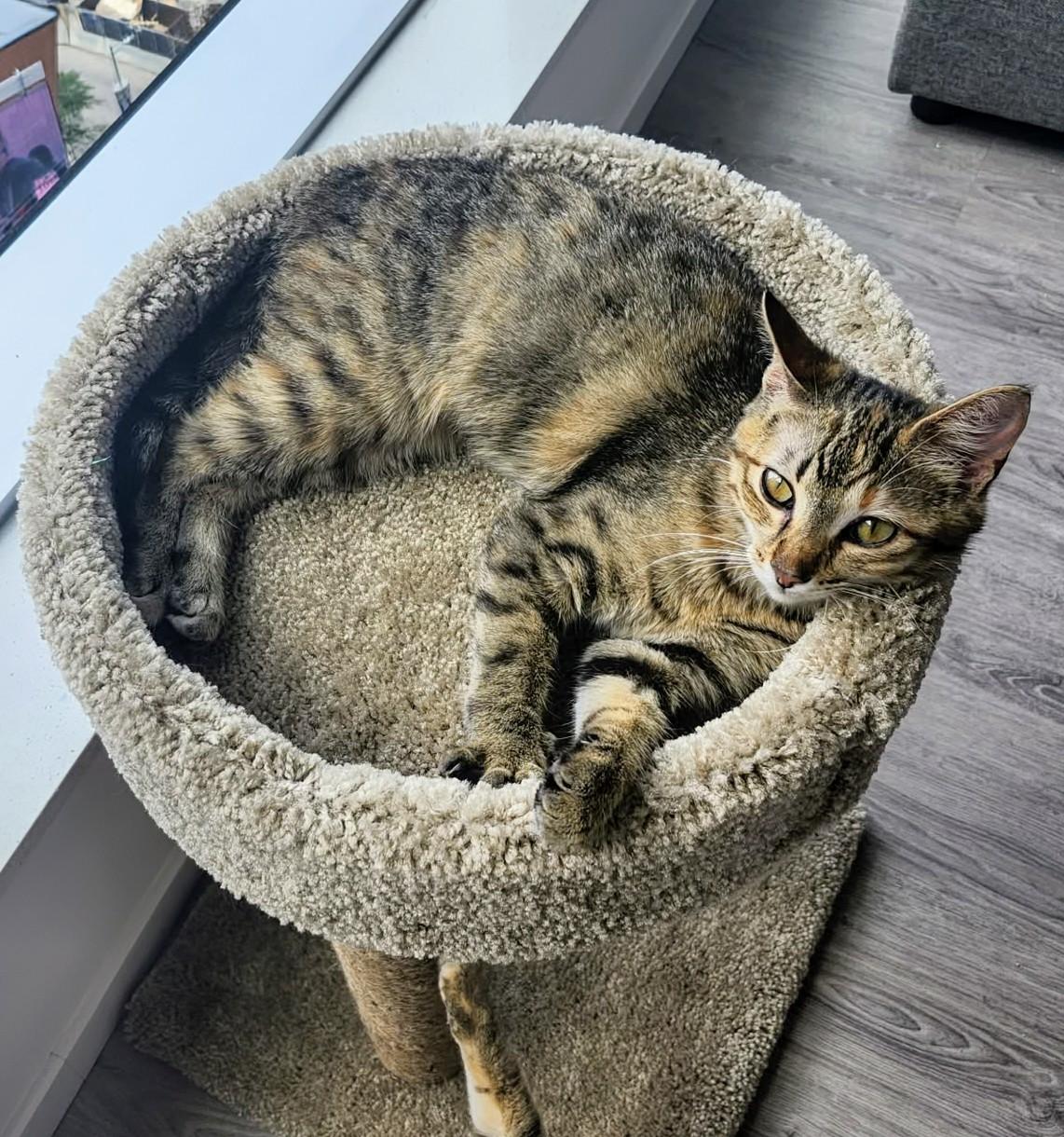 Twila, a ADOPTABLE Domestic Short Hair in Winnipeg, MB image 4/5