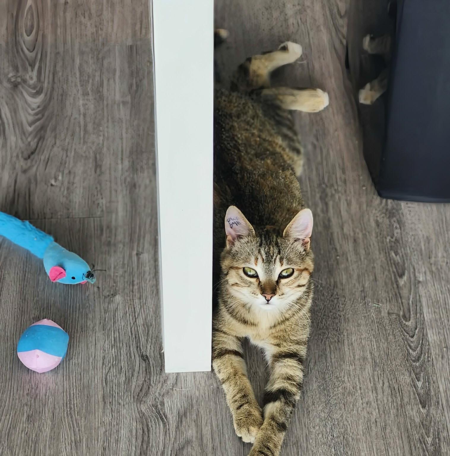 Twila, a ADOPTABLE Domestic Short Hair in Winnipeg, MB image 2/5
