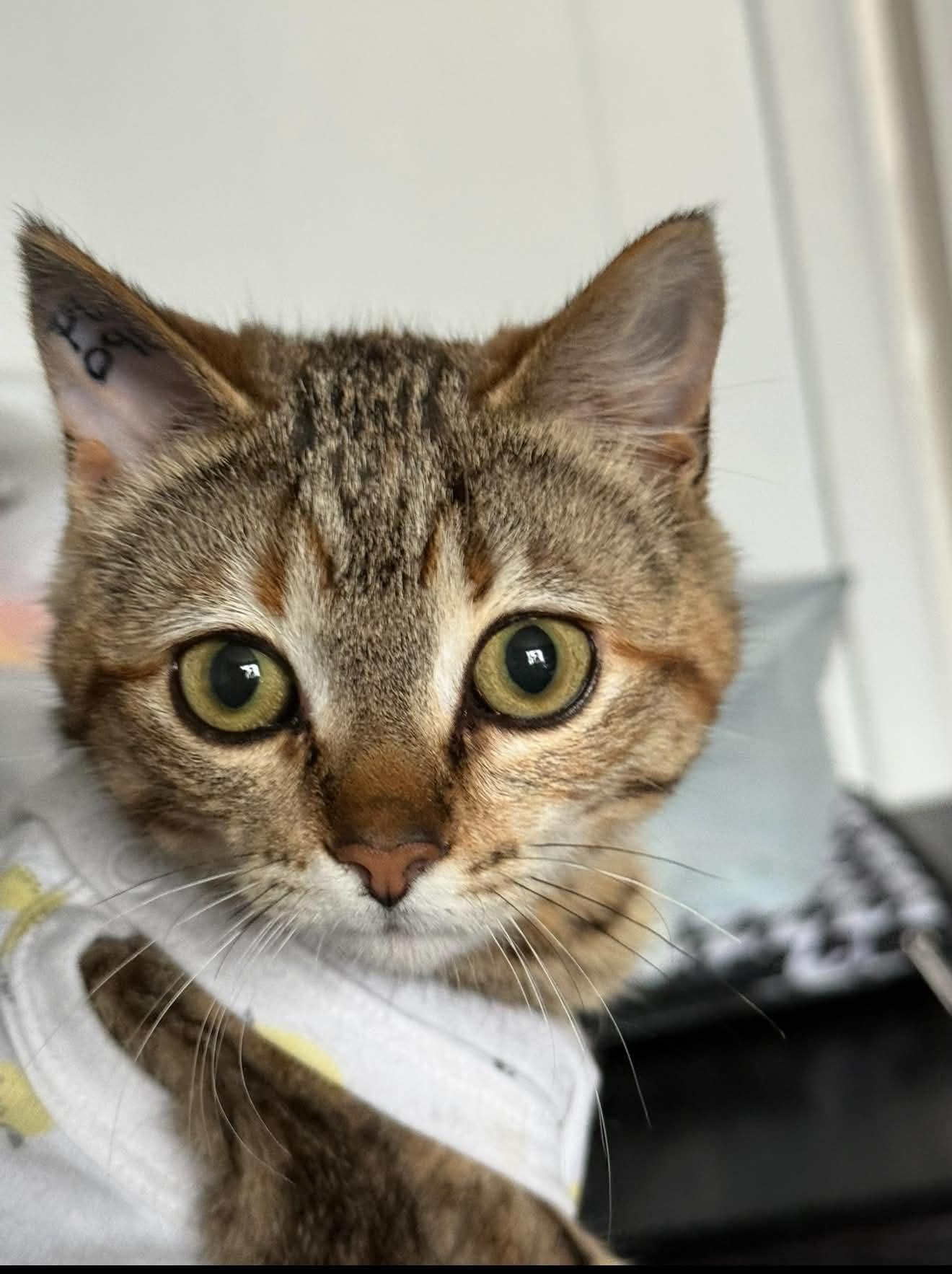 Enlarge Twila, a ADOPTABLE Domestic Short Hair in Winnipeg, MB image 3/4