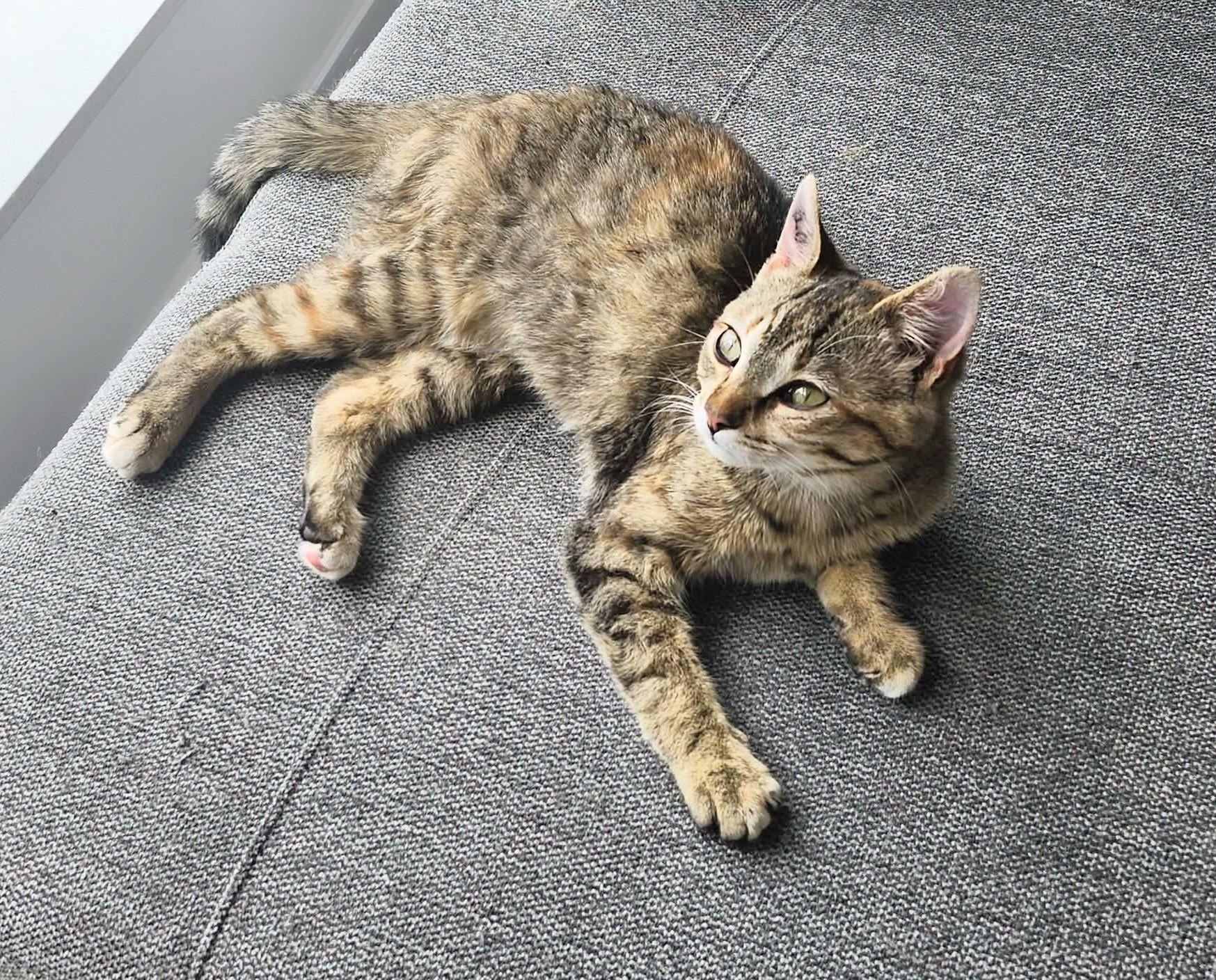 Twila, a ADOPTABLE Domestic Short Hair in Winnipeg, MB image 3/5